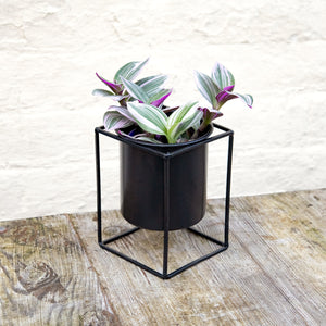 Tradescantia Nanouk 'Silver Inch Plant' (2 sizes)