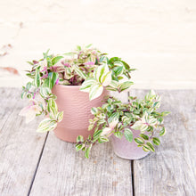 Load image into Gallery viewer, Tradescantia Fluminensis Tricolor &#39;Silver Inch Plant&#39;
