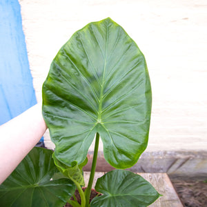 Alocasia Macrorrhiza 'Giant Elephant Ear'