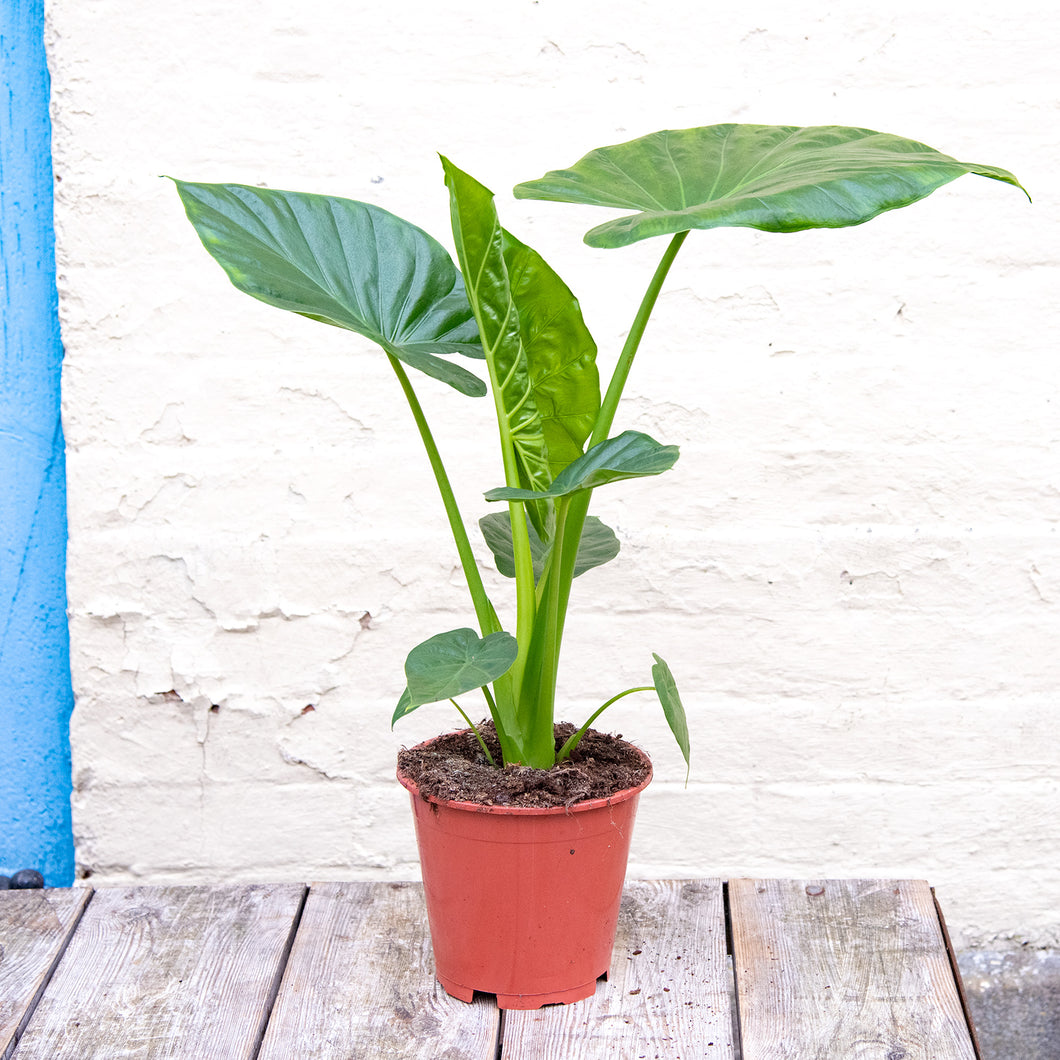 Alocasia Macrorrhiza 'Giant Elephant Ear'