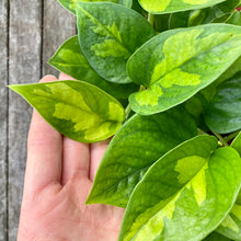 Load image into Gallery viewer, Epipremnum Aureum &#39;Global Green&#39; Pothos
