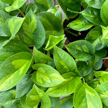 Load image into Gallery viewer, Epipremnum Aureum &#39;Global Green&#39; Pothos
