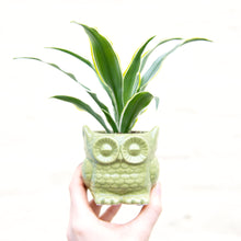 Load image into Gallery viewer, Baby Owl Plant Pot (3 colours)
