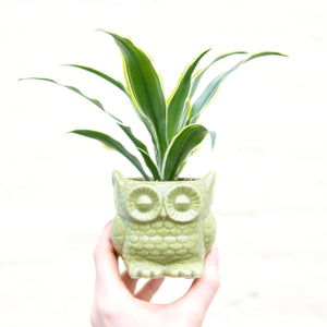 Baby Owl Plant Pot (3 colours)
