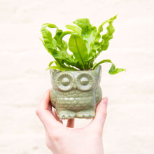 Load image into Gallery viewer, Baby Owl Plant Pot (3 colours)
