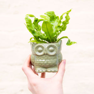 Baby Owl Plant Pot (3 colours)