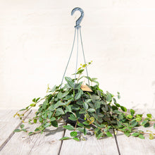 Load image into Gallery viewer, Peperomia Angulata &#39;Rocca Scuro&#39; (3 sizes)
