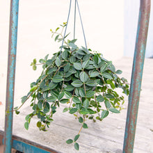 Load image into Gallery viewer, Peperomia Angulata &#39;Rocca Scuro&#39; (3 sizes)

