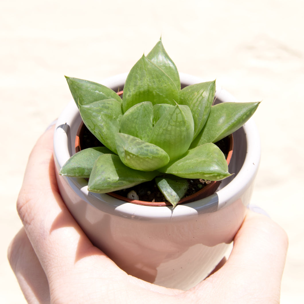 Haworthia Cooperi