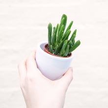 Load image into Gallery viewer, Crassula &#39;Hobbit&#39; (2 sizes)
