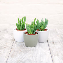Load image into Gallery viewer, Crassula &#39;Hobbit&#39; (2 sizes)
