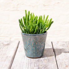 Load image into Gallery viewer, Crassula &#39;Hobbit&#39; (2 sizes)
