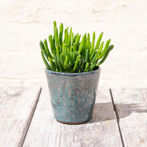 Crassula 'Hobbit' (2 sizes)