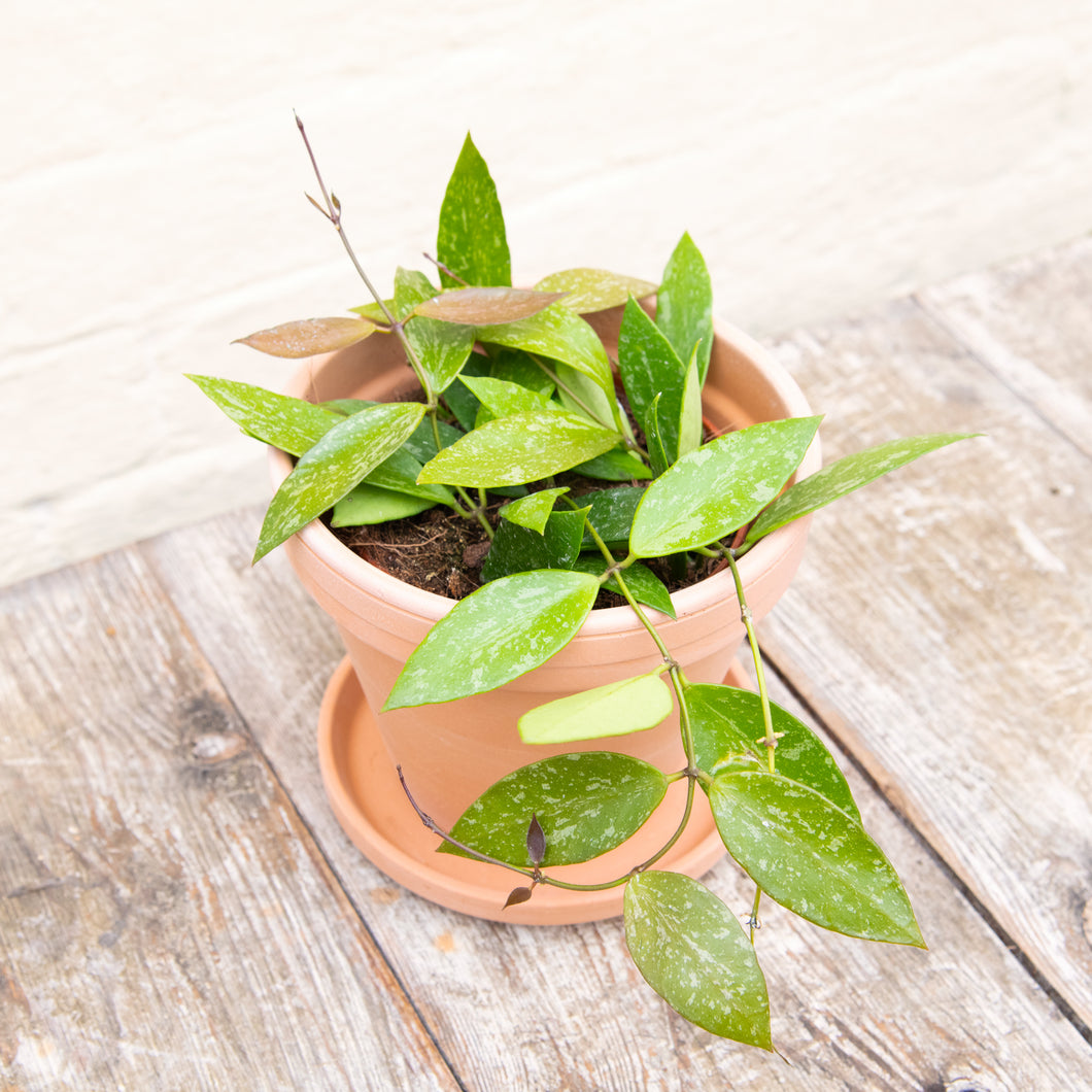 Hoya Carnosa Gracilis