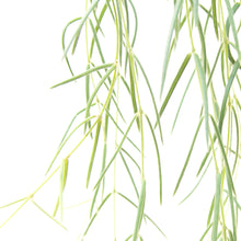 Load image into Gallery viewer, Hoya Linearis
