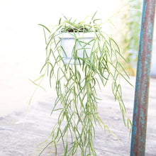 Load image into Gallery viewer, Hoya Linearis
