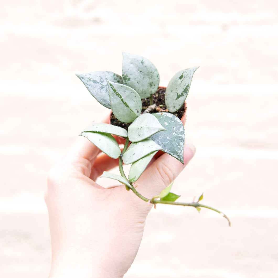 Baby Hoya Krohniana Variegated