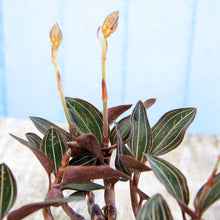 Load image into Gallery viewer, Ludisia Discolor &#39;Jewel Orchid&#39;
