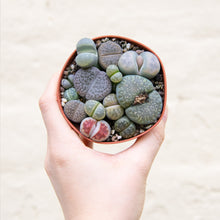Load image into Gallery viewer, Lithops 'Living Stones'
