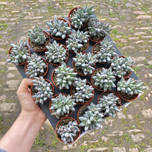 Load image into Gallery viewer, Echeveria x Hookeri
