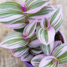 Load image into Gallery viewer, Tradescantia Nanouk &#39;Silver Inch Plant&#39; (2 sizes)
