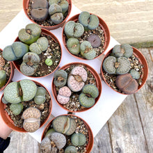 Load image into Gallery viewer, Lithops 'Living Stones'
