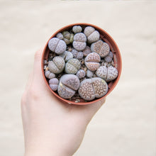 Load image into Gallery viewer, Lithops 'Living Stones'
