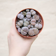 Load image into Gallery viewer, Lithops &#39;Living Stones&#39;
