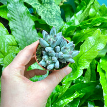 Load image into Gallery viewer, Echeveria x Hookeri

