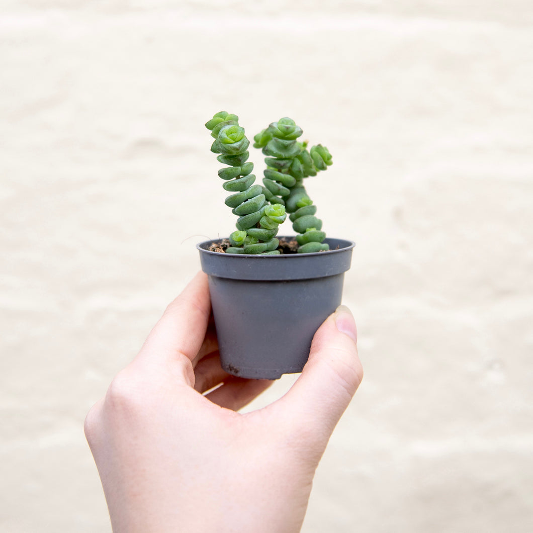 jade necklace succulent Crassula Marnieriana 'Jade Necklace' – Moose Plant Shop