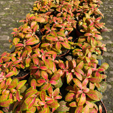 Load image into Gallery viewer, Fittonia &#39;Skeleton Mosaic&#39;
