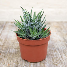 Load image into Gallery viewer, Haworthia Fasciata 'Big Band' (2 sizes)

