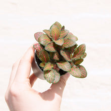 Load image into Gallery viewer, Baby Fittonia (5 colours)
