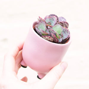 Kalanchoe Marmorata 'Zebra'
