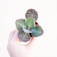 Load image into Gallery viewer, Kalanchoe Humilis &#39;Zebra&#39;
