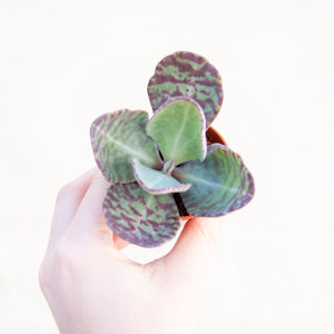 Kalanchoe Humilis 'Zebra'