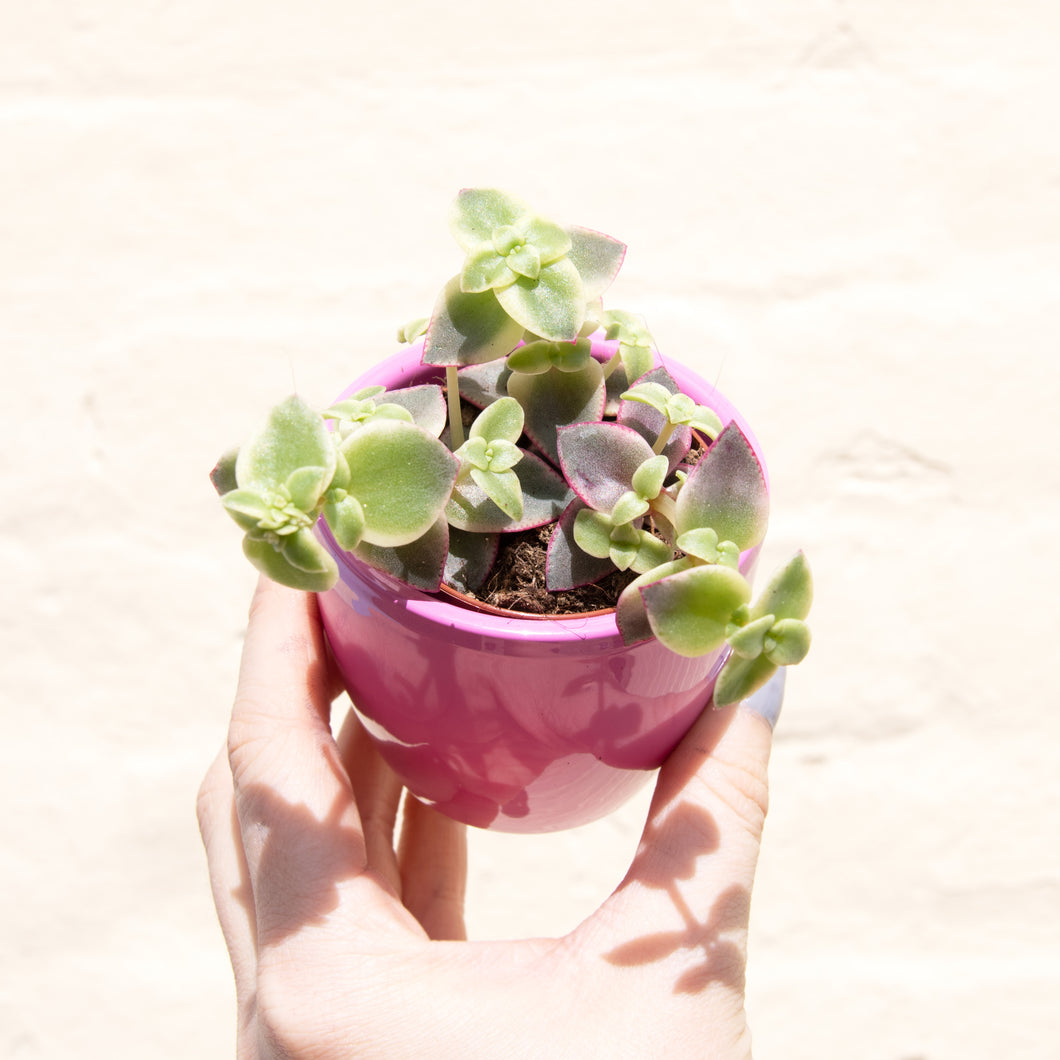 Crassula Marginalis Rubra Variegata 'Calico Kitten' (2 sizes)