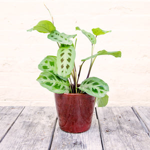 Alicante Plant Pot 'Ruby Red' (4 sizes)