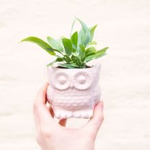 Load image into Gallery viewer, Baby Owl Plant Pot (3 colours)
