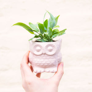 Baby Owl Plant Pot (3 colours)