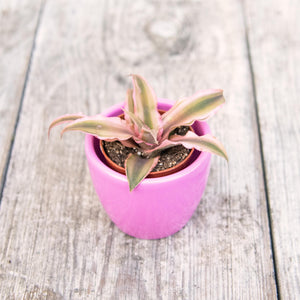 Cryptanthus 'Earth Stars'