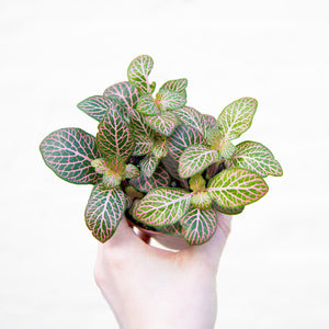 Fittonia (many colour options)