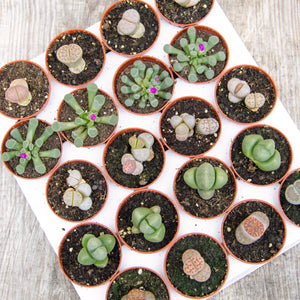 Baby Lithops 'Living Stones'