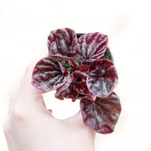 Load image into Gallery viewer, Peperomia &#39;Luna&#39;
