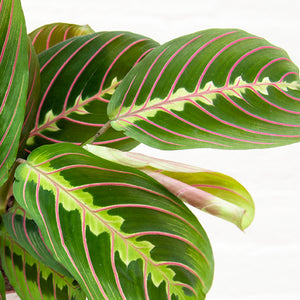 Maranta Leuconeura 'Fascinator'