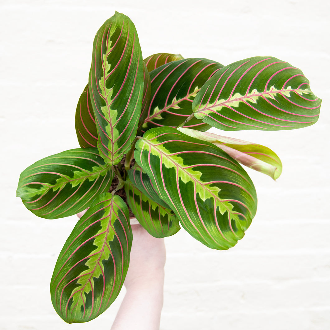 Maranta Leuconeura 'Fascinator'