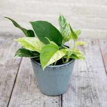 Load image into Gallery viewer, Epipremnum Aureum (Marble Queen Pothos)
