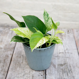 Epipremnum Aureum (Marble Queen Pothos)