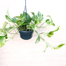 Load image into Gallery viewer, Epipremnum Aureum (Marble Queen Pothos) Hanging Pot

