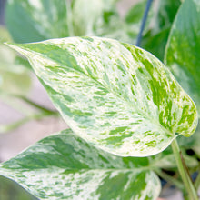 Load image into Gallery viewer, Epipremnum Aureum (Marble Queen Pothos) Hanging Pot
